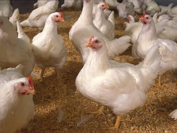 Point of Lay Hens